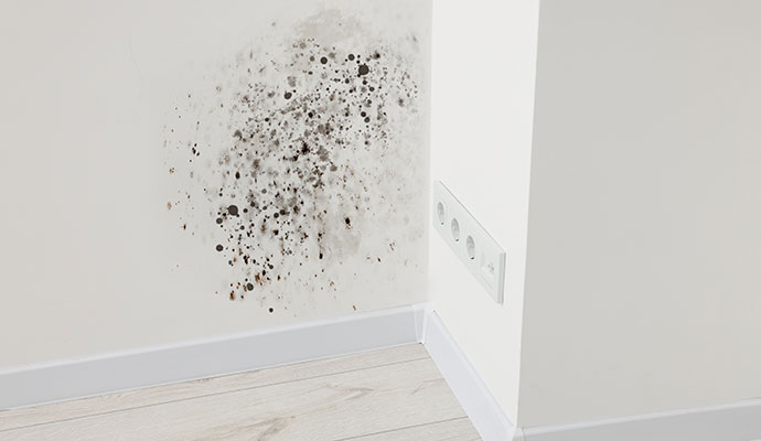 Black mold on wall