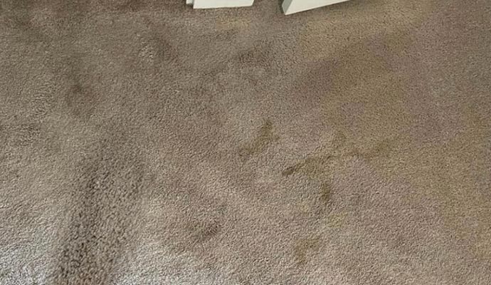 Carpet affected by mold