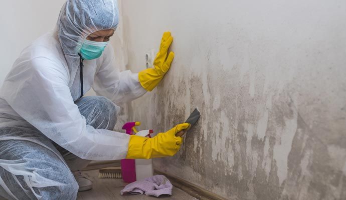 Professional mold decontamination service