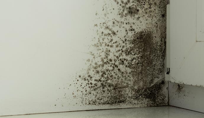 Moldy wall