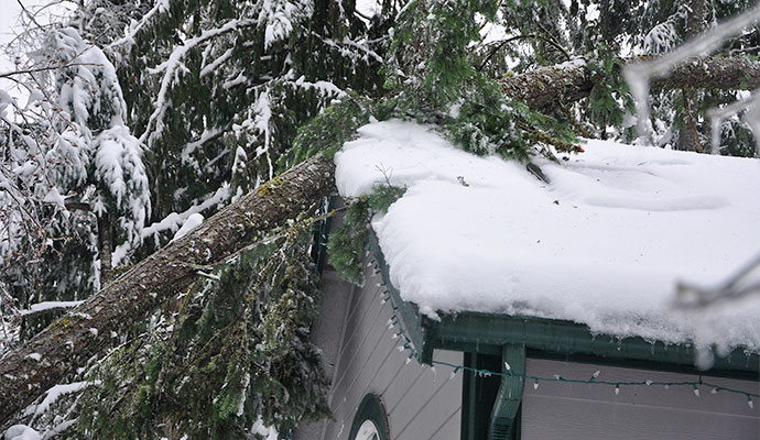 Large tree fallen on a snow-covered roof causing storm damage