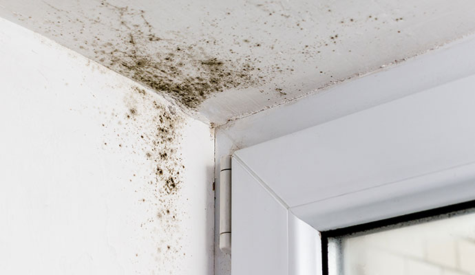 Black mold growth on ceiling corner near window