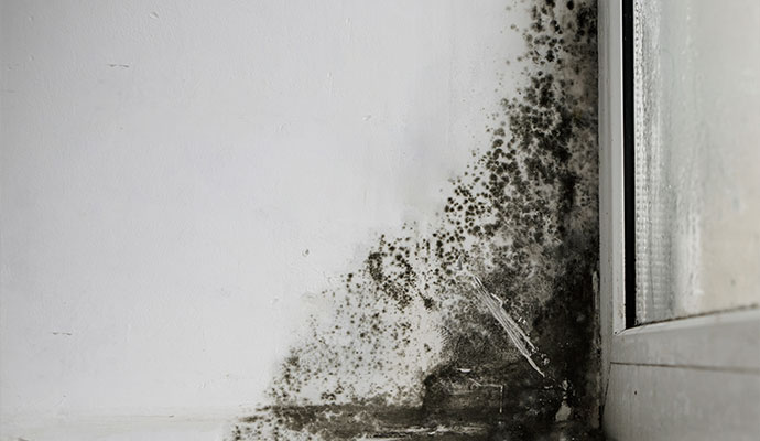 Black mold growth on window frame