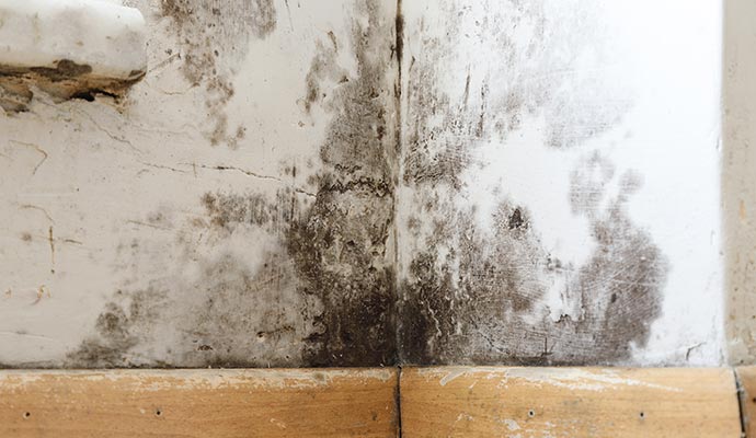 Black mold on wall