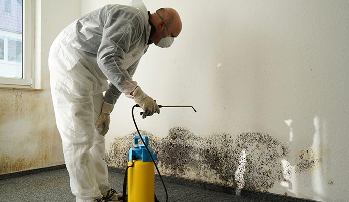 Black mold remediation