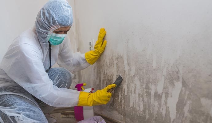 Professional mold cleanup service
