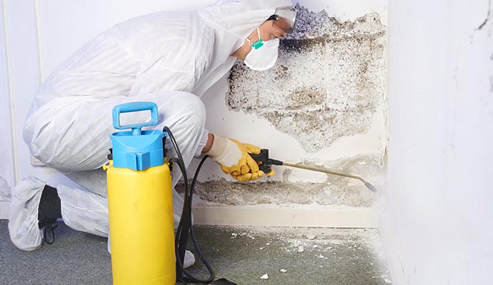 Professional mold remediation