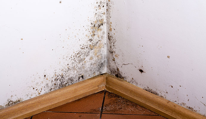 Structural mold growth on wall corner