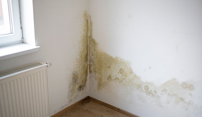 Mold damaged wall corner