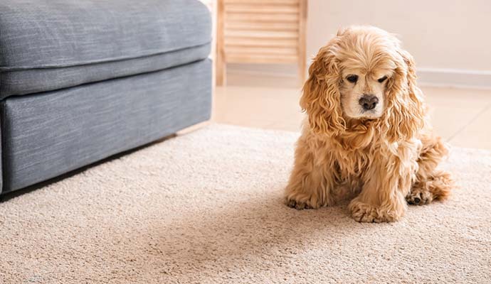 A pet is sitting on a rug