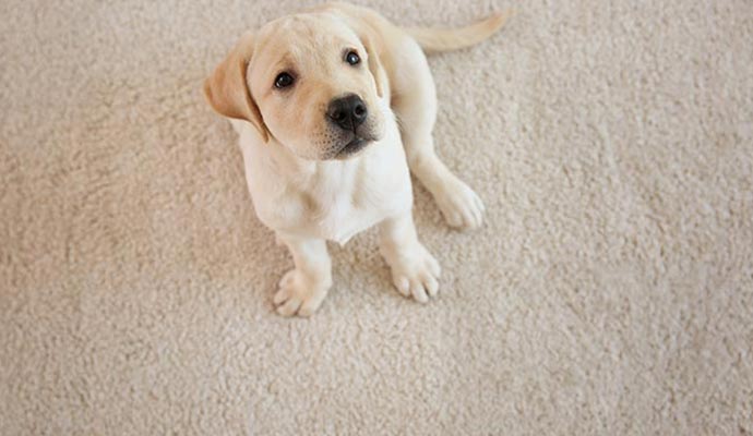 Pet Treatment for Area Rugs in Lubbock