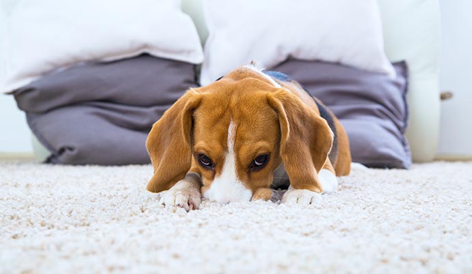 Puppy lying on rug Puppy lying on rug