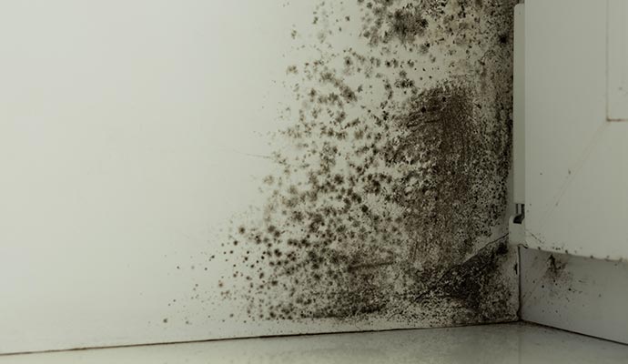 Visible mold on wall