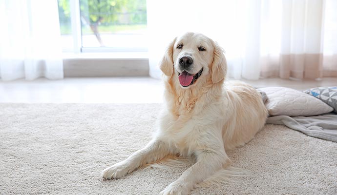 A pet dog sitting on a rug