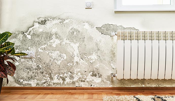 Mold damaged wall