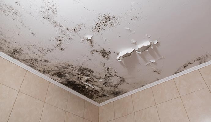 Mold on ceiling