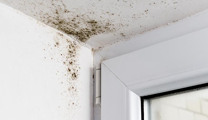 Mold on wall
