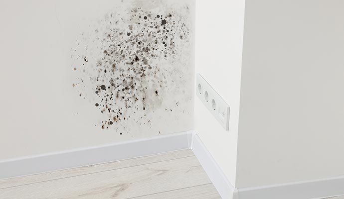 Moldy wall