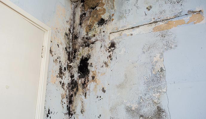 intense mold damage on wall