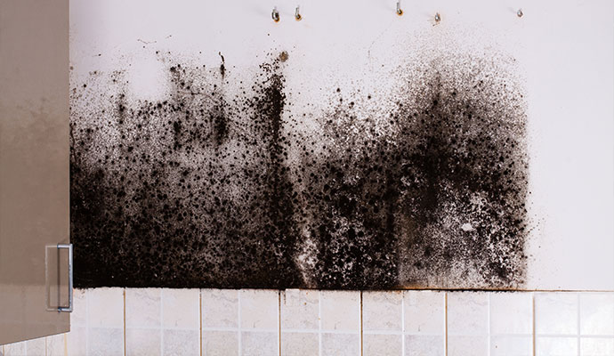 Visible mold growing on a kitchen wall