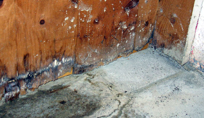 Mold growth after flood damage