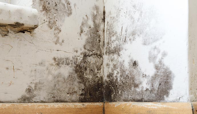 Mold growth in the corner of a wall