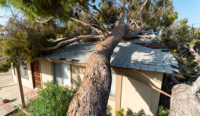 Wind damaged property